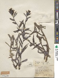 Castilleja miniata image