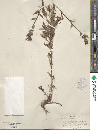 Castilleja miniata image