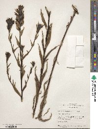 Castilleja miniata image