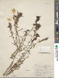 Castilleja miniata image