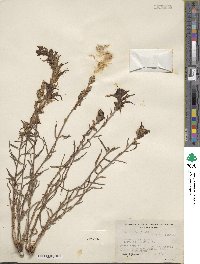 Castilleja miniata image