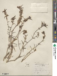 Castilleja miniata image