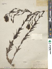 Castilleja miniata image