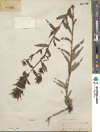 Castilleja miniata image