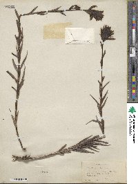 Castilleja miniata image