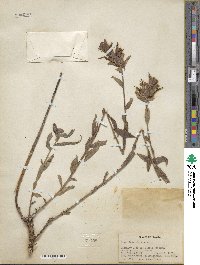 Castilleja miniata image