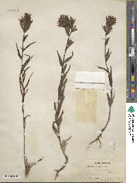 Castilleja miniata image