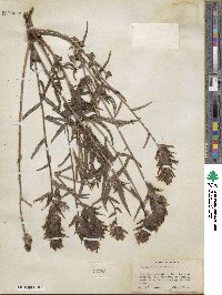 Castilleja miniata image