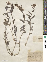 Castilleja miniata image