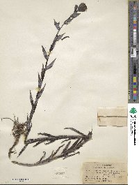 Castilleja miniata image