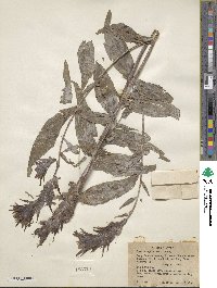 Castilleja miniata image