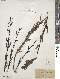 Castilleja miniata image