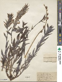 Castilleja miniata image