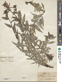 Castilleja miniata image