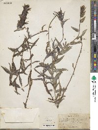 Castilleja miniata image