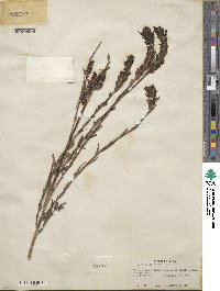 Castilleja miniata image
