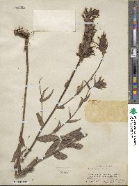 Castilleja miniata image