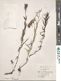Castilleja miniata image