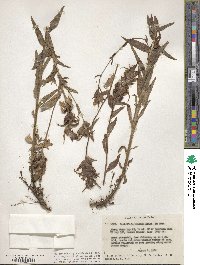 Castilleja miniata image