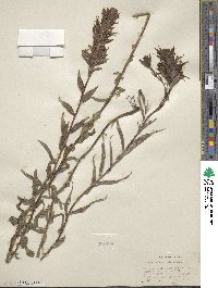 Castilleja miniata image