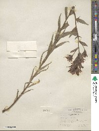 Castilleja miniata image