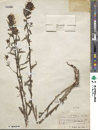 Castilleja miniata image