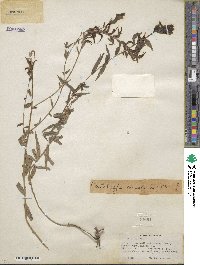 Castilleja miniata image