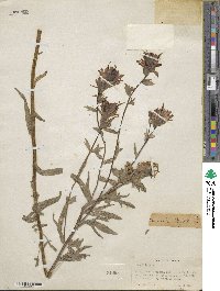 Castilleja miniata image