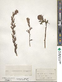 Castilleja miniata image