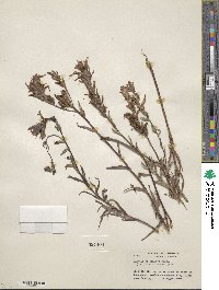 Castilleja miniata image
