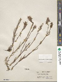 Castilleja miniata image