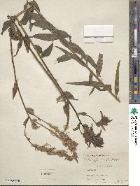 Castilleja miniata image