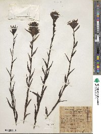Castilleja miniata image