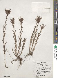 Castilleja miniata image