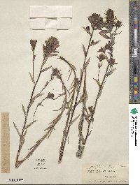 Castilleja miniata image