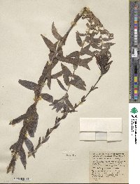 Castilleja miniata image