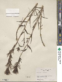 Castilleja miniata image