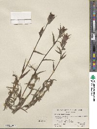 Castilleja miniata image