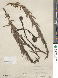 Castilleja miniata image