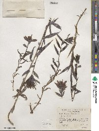 Castilleja miniata image