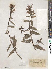 Castilleja miniata image