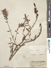 Castilleja miniata image