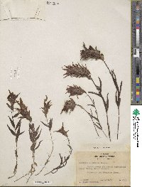 Castilleja miniata image