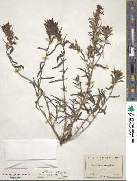 Castilleja miniata image