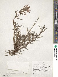 Castilleja miniata image