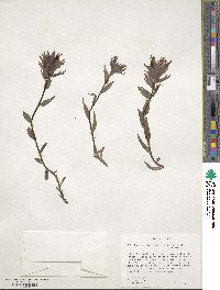 Castilleja miniata image