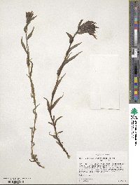 Castilleja miniata image