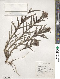 Castilleja miniata image