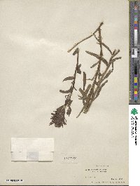 Castilleja miniata image