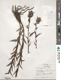 Castilleja miniata image